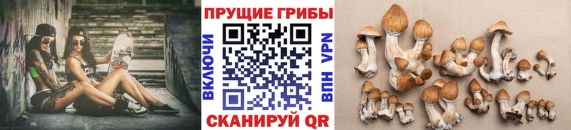 Псилоцибиновые грибы мицелий  Тверь 